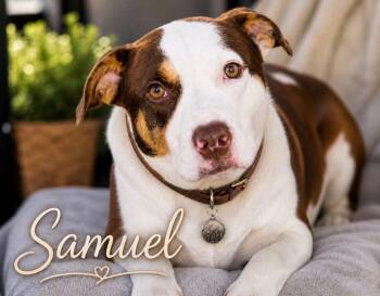 American Staffordshire Terrier Dogs Available for Adoption in Houston, Texas - Samuel | PetCurious