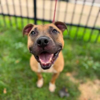 Timber -  Pit Bull Terrier Dog for Adoption in Buffalo, New York - Timber | PetCurious