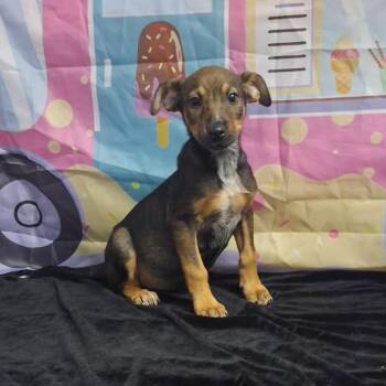 Gracie -  Shepherd and Mixed Breed Dog for Adoption in Medfield, Massachusetts - Gracie | PetCurious