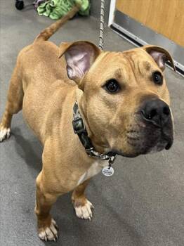 ROONEY -  Pit Bull Terrier and Staffordshire Bull Terrier Dog Available for Adoption - ROONEY | PetCurious