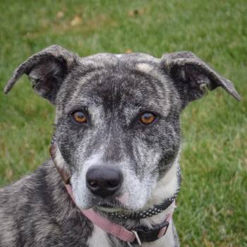 Rescue Catahoula Leopard Dog and Labrador Retriever Dogs for Adoption in Huntley, Illinois - Holly | PetCurious