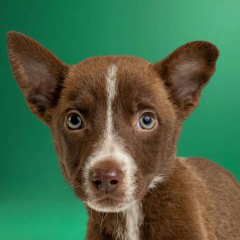 Husky Dogs Available for Adoption in Armonk, New York - AAD Upcoming Arrival!  Gingy - 26075 | PetCurious