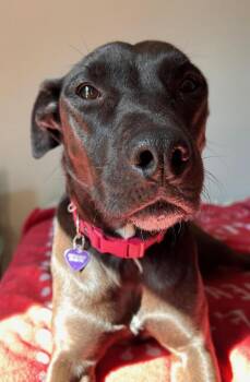 Marcie -  Labrador Retriever and Mixed Breed Dog for Adoption in Chattanooga, Tennessee - Marcie | PetCurious