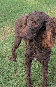 Rock Star -  Standard Poodle Dog for Adoption in Chandler, Arizona - Rock Star | PetCurious