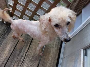 Rescue Miniature Poodle Dogs for Adoption in Windy Hills, Kentucky - Angel | PetCurious