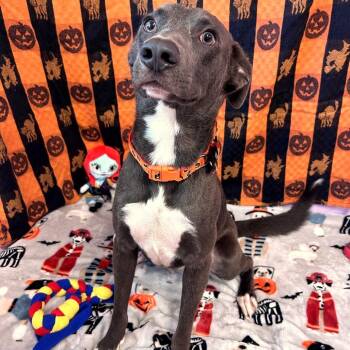 Whippersnapper -  Labrador Retriever and Mixed Breed Dog for Adoption in Binghamton, New York - Whippersnapper | PetCurious