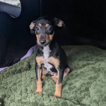 Louise -  Coonhound Dog for Adoption in Wahiawa, Hawaii - Louise | PetCurious