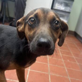 Uzi -  Shepherd and Mixed Breed Dog for Adoption in West Point, Mississippi - Uzi | PetCurious