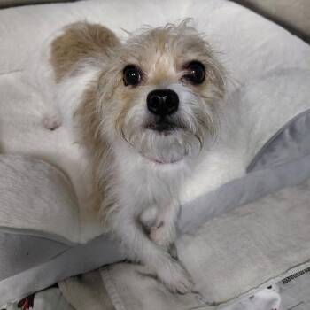 Grace -  Yorkshire Terrier and Chihuahua Dog for Adoption in Philadelphia, Pennsylvania - Grace | PetCurious