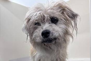 Mixed Breed Dogs Available for Adoption in West Chester, Pennsylvania - Ham | PetCurious