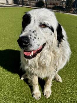 Mixed Breed Dogs Available for Adoption - Cumulus (FOSTER TO ADOPT) | PetCurious
