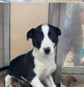 Mixed Breed Dogs Available for Adoption in West Chester, Pennsylvania - Junior | PetCurious