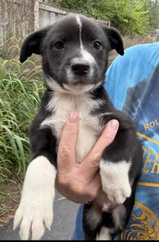 C. Howard -  Border Collie and Retriever Dog for Adoption in Bull Valley, Illinois - C. Howard | PetCurious