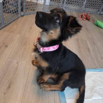Daisy -  German Shepherd Dog and Dachshund Dog for Adoption in Sunrise, Florida - Daisy | PetCurious