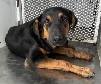 Rescue German Shepherd Dog and Black And Tan Coonhound Dogs for Adoption in Thousand Oaks, California - Shaggs - URGENT! | PetCurious