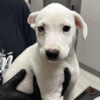 Jolie -  Mixed Breed Dog for Adoption in Lufkin, Texas - Jolie | PetCurious