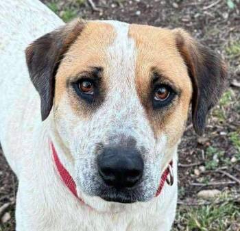 Rescue English Coonhound and Anatolian Shepherd Dogs for Adoption in Boerne, Texas - Ginger Snap | PetCurious