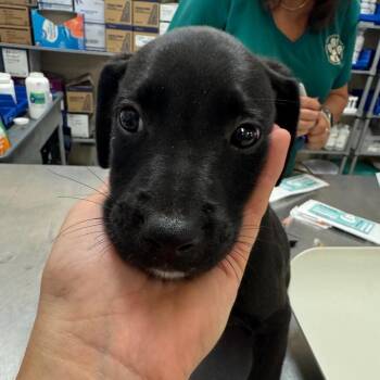 SCFL-Stray-66767_2_3_4_5_6 -  Mixed Breed Dog for Adoption in Lake Panasoffkee, Florida - SCFL-Stray-66767_2_3_4_5_6 | PetCurious