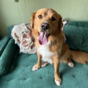 Ham -  Golden Retriever Dog for Adoption - Ham | PetCurious