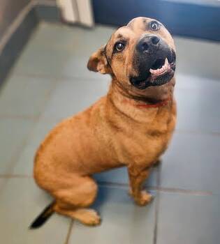 Bucky -  Mixed Breed Dog for Adoption in Nashville, Tennessee - Bucky | PetCurious