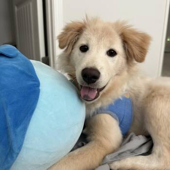 Rescue Golden Retriever Dogs for Adoption in Johns Creek, Georgia - Momo | PetCurious