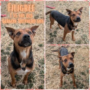 German Shepherd Dog Dogs Available for Adoption - Filigree | PetCurious