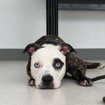 Lola -  Mixed Breed Dog for Adoption in Warwick, Rhode Island - Lola | PetCurious