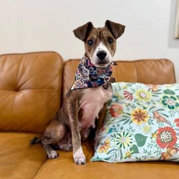 Rosey Little Bloom Marie -  Chihuahua and Jack Russell Terrier Dog for Adoption in Friendswood, Texas - Rosey Little Bloom Marie | PetCurious