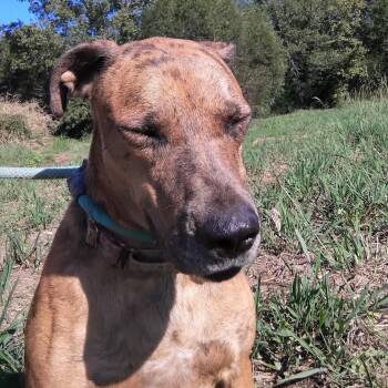 Precious -  Catahoula Leopard Dog Dog for Adoption in Ville Platte, Louisiana - Precious | PetCurious