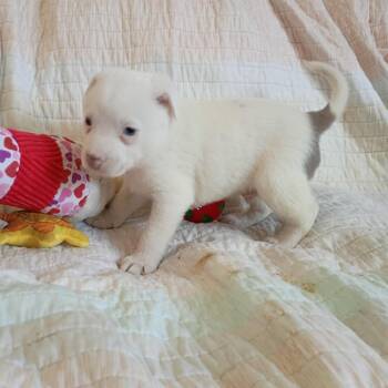 Robert -  Australian Shepherd and Mixed Breed Dog for Adoption in Wadena, Minnesota - Robert | PetCurious