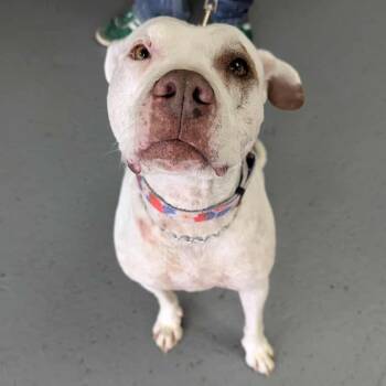 Rescue Pit Bull Terrier Dogs for Adoption in Wichita, Kansas - Tesha | PetCurious