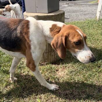 Link -  Hound Dog for Adoption in Marshall, Virginia - Link | PetCurious