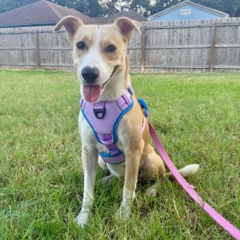 Lucy girl -  Carolina Dog Dog for Adoption in Harlingen, Texas - Lucy Girl | PetCurious