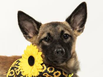 Cammie -  German Shepherd Dog and Husky Dog for Adoption in Cookeville, Tennessee - Cammie | PetCurious