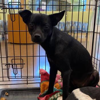 Porthos -  Chihuahua Dog for Adoption in Lynchburg, Virginia - Porthos | PetCurious