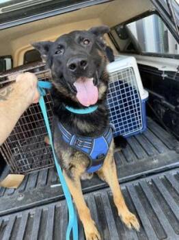 Ralph -  German Shepherd Dog and Mixed Breed Dog for Adoption in Fresno, California - Ralph | PetCurious