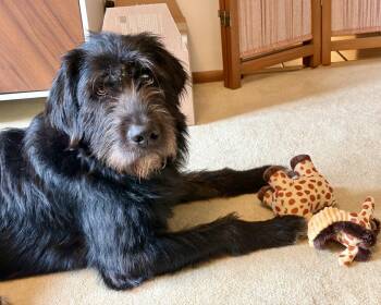 Russo -  Irish Wolfhound Dog for Adoption in Brooklyn Center, Minnesota - Russo | PetCurious
