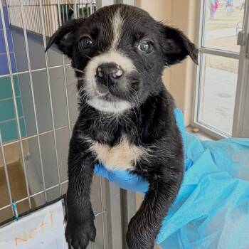 Labrador Retriever Dogs Available for Adoption in San Antonio, Texas - Taos | PetCurious