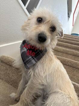 Terrier and Chihuahua Dogs Available for Adoption in Parker, Colorado - Rayley | PetCurious