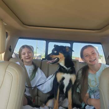 Akira -  English Shepherd and Siberian Husky Dog for Adoption in Normal, Illinois - Akira | PetCurious