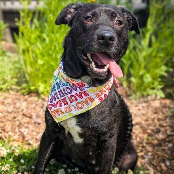 Rescue Black Labrador Retriever and Pit Bull Terrier Dogs for Adoption in Detroit, Michigan - Agave | PetCurious