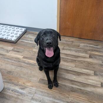 Ernie -  Black Labrador Retriever Dog for Adoption in Oconto, Wisconsin - Ernie | PetCurious
