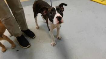FORKLIFT CERTIFIED -  Pit Bull Terrier and Mixed Breed Dog for Adoption in Tulsa, Oklahoma - FORKLIFT CERTIFIED | PetCurious