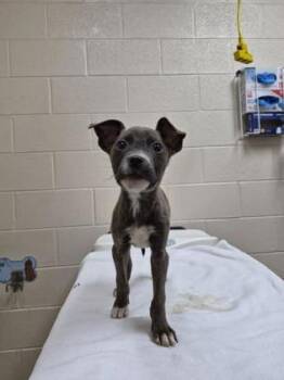 Mixed Breed Dogs Available for Adoption in Westland, Michigan - Karl | PetCurious