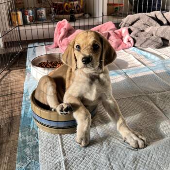 Celery - Costa Mesa Location *Available 8/15* -  Beagle and Basset Hound Dog for Adoption in Chino Hills, California - Celery - Costa Mesa Location *Available 8/15* | PetCurious