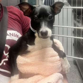 Club Sandwich -  Terrier and Mixed Breed Dog for Adoption in Hattiesburg, Mississippi - Club Sandwich | PetCurious