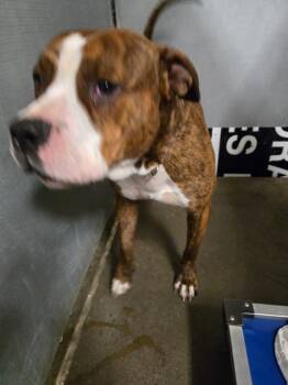 Rescue Pit Bull Terrier Dogs for Adoption in Saint Clairsville, Ohio - Zeus | PetCurious