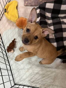 Rescue Australian Cattle Dog Blue Heeler and Bulldog Dogs for Adoption in Greensboro, Georgia - Joy | PetCurious