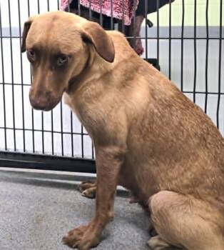 Buttercup -  Shepherd and Mixed Breed Dog for Adoption in Kansas City, Missouri - Buttercup | PetCurious