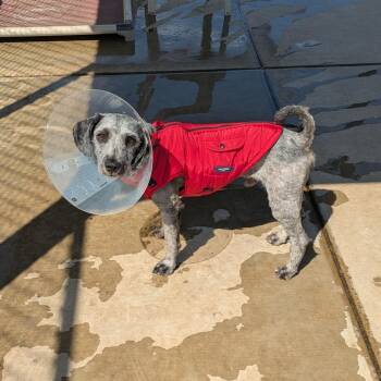 Shiloh -  Maltese Dog for Adoption in Goleta, California - Shiloh | PetCurious